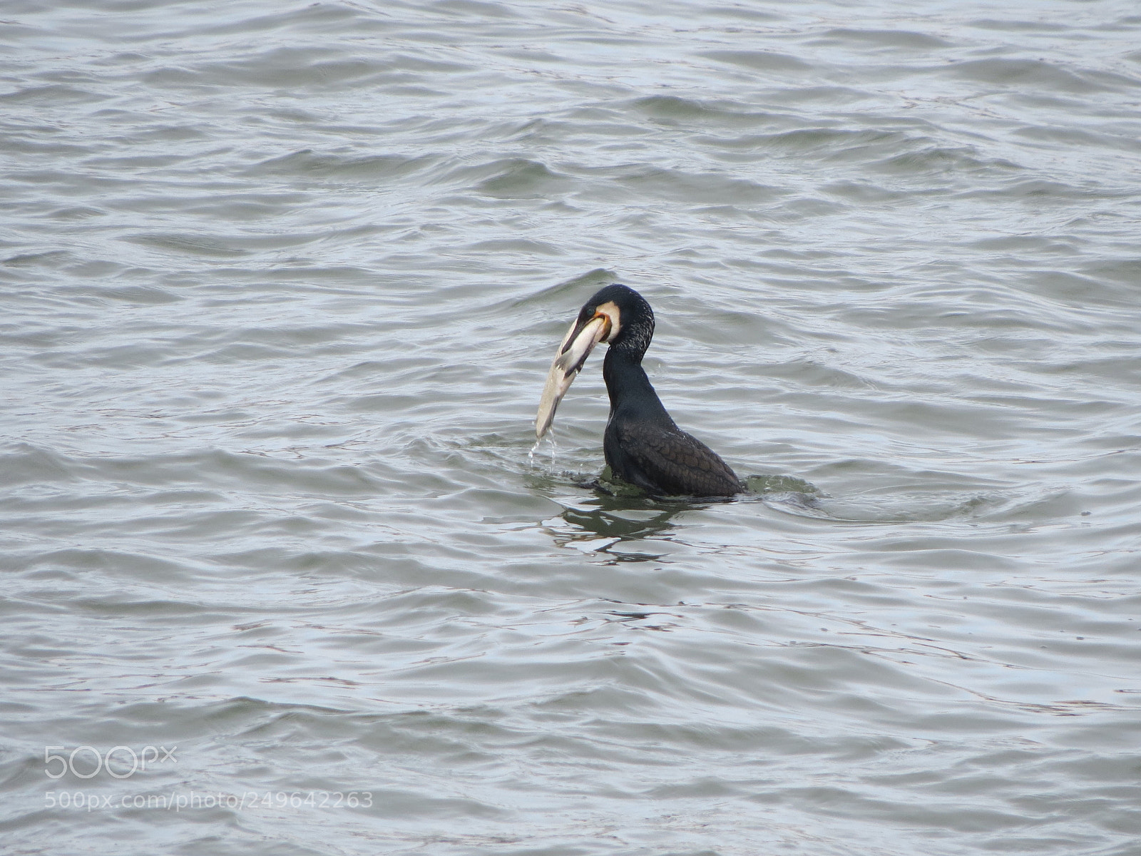 Canon PowerShot SX40 HS sample photo. Cormorant is eating fish photography