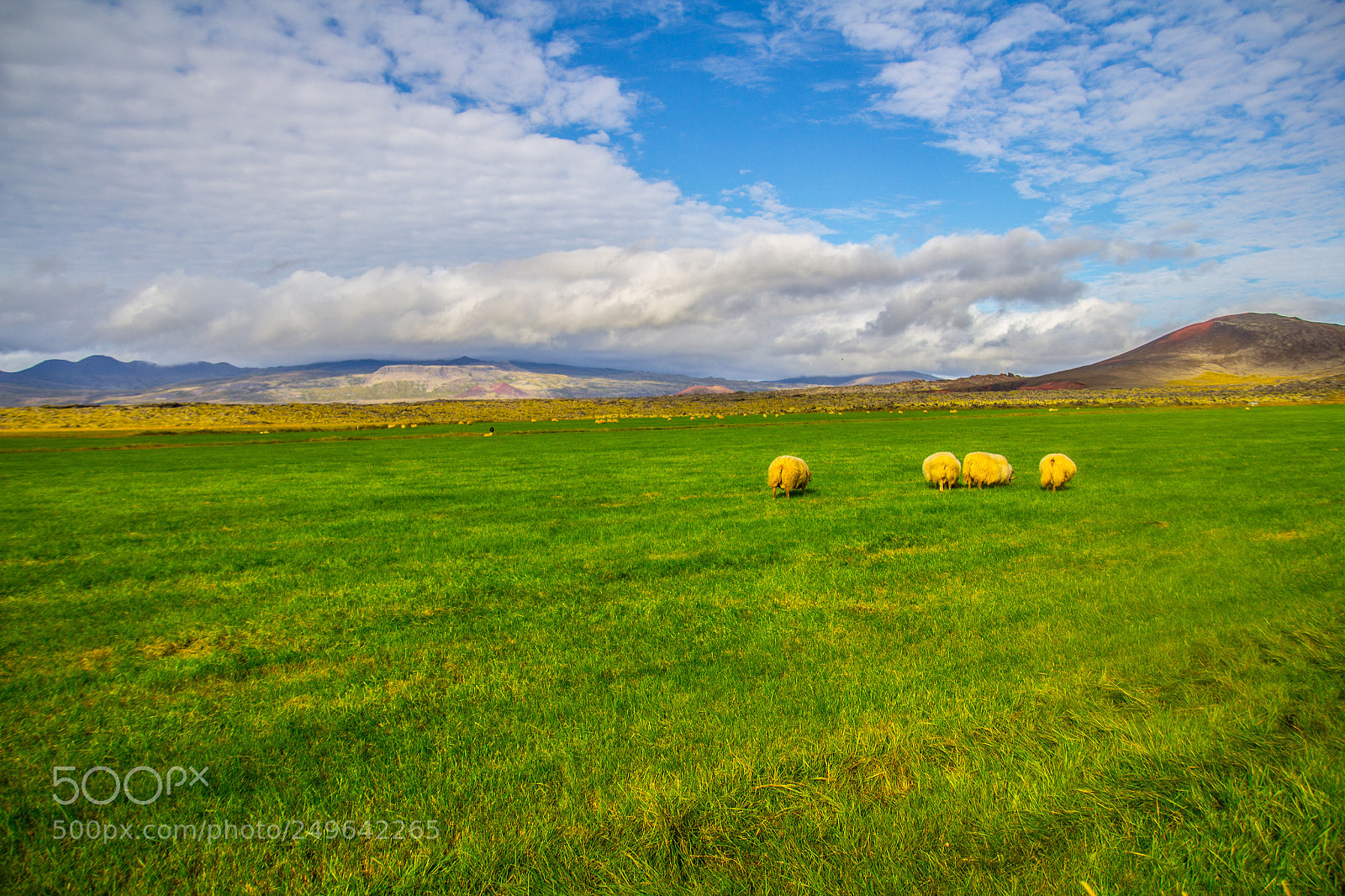 Canon EOS 60D sample photo. Lands of sheep photography
