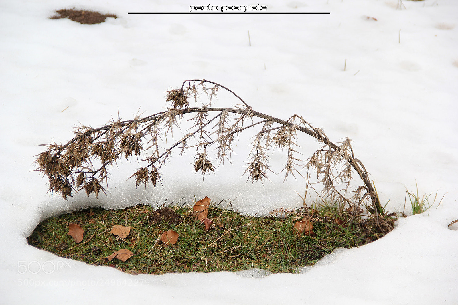 Canon EOS 60D sample photo. Little tree photography