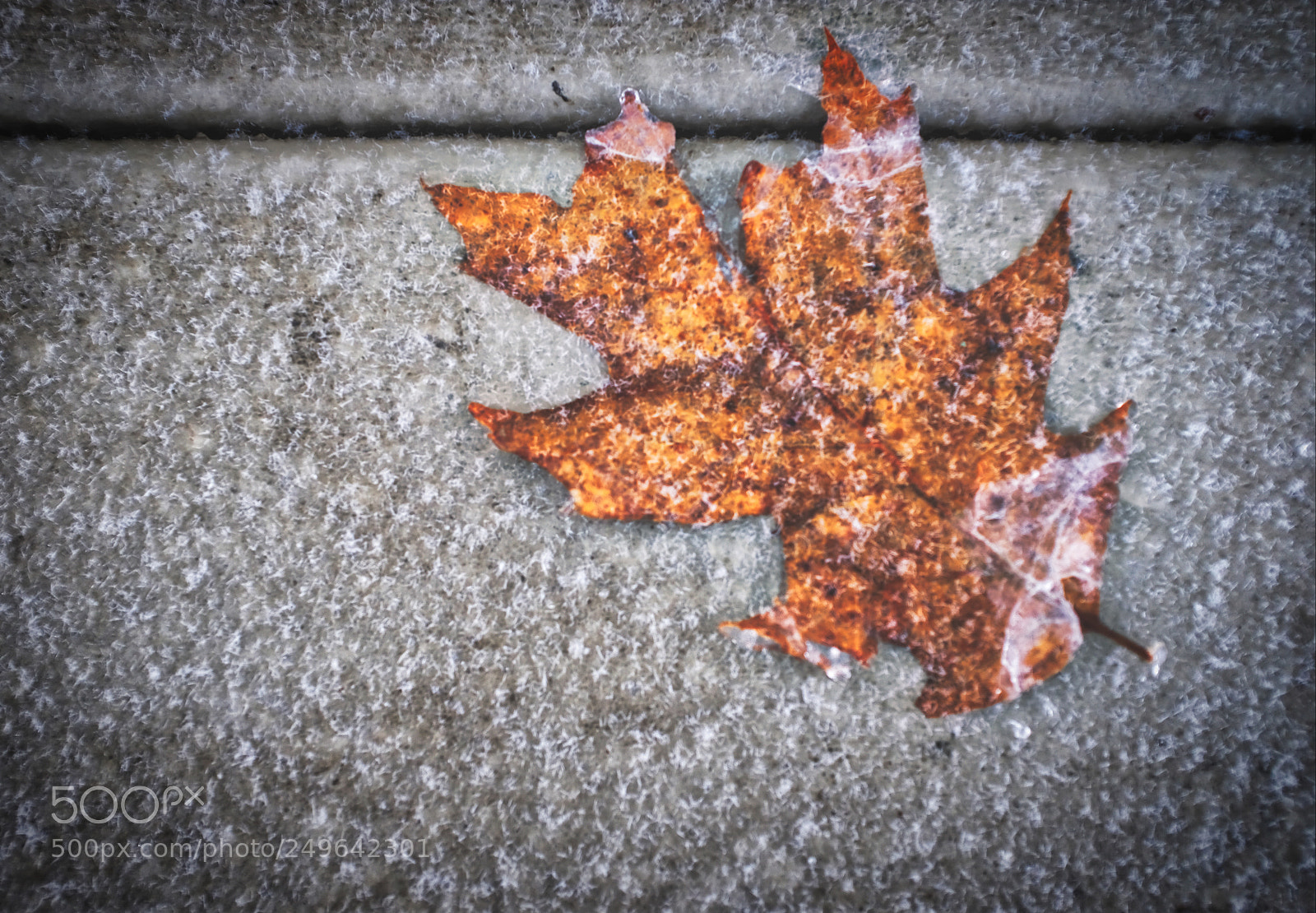 Fujifilm X100F sample photo. Autumn texture photography