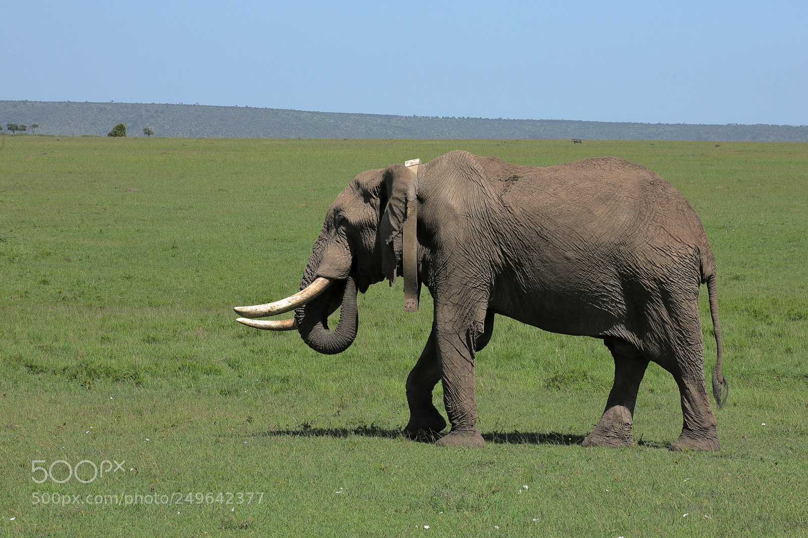 Canon EF 24-105mm F4L IS USM sample photo. Tagged bull elephant # 2 photography