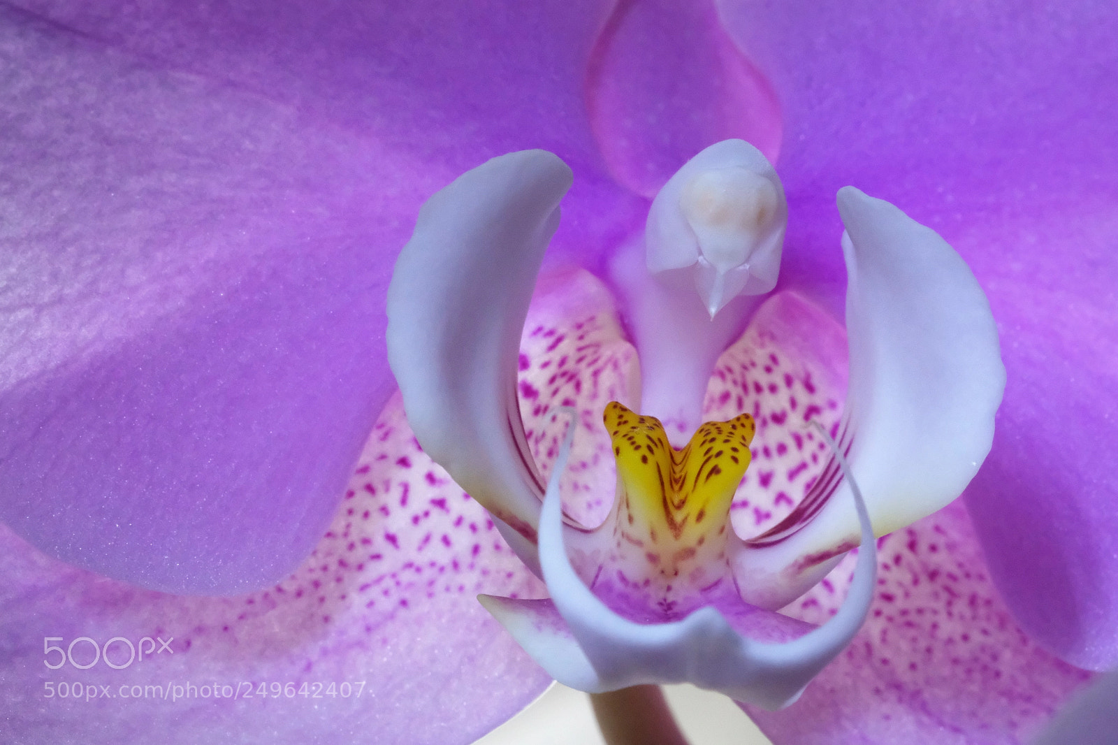 Fujifilm X-T20 sample photo. Orchidee photography