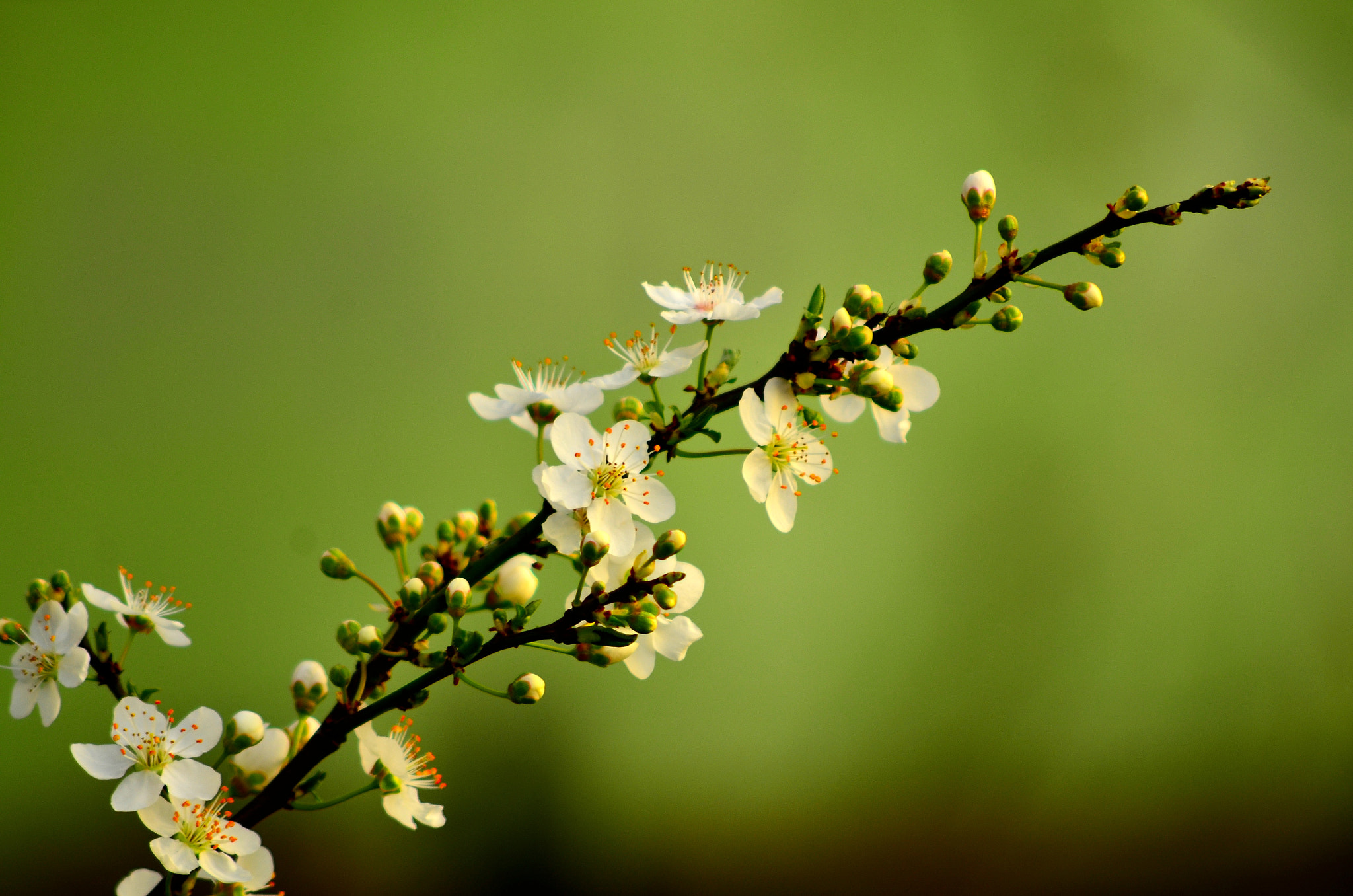 AF Nikkor 70-210mm f/4-5.6D sample photo. Spring time photography