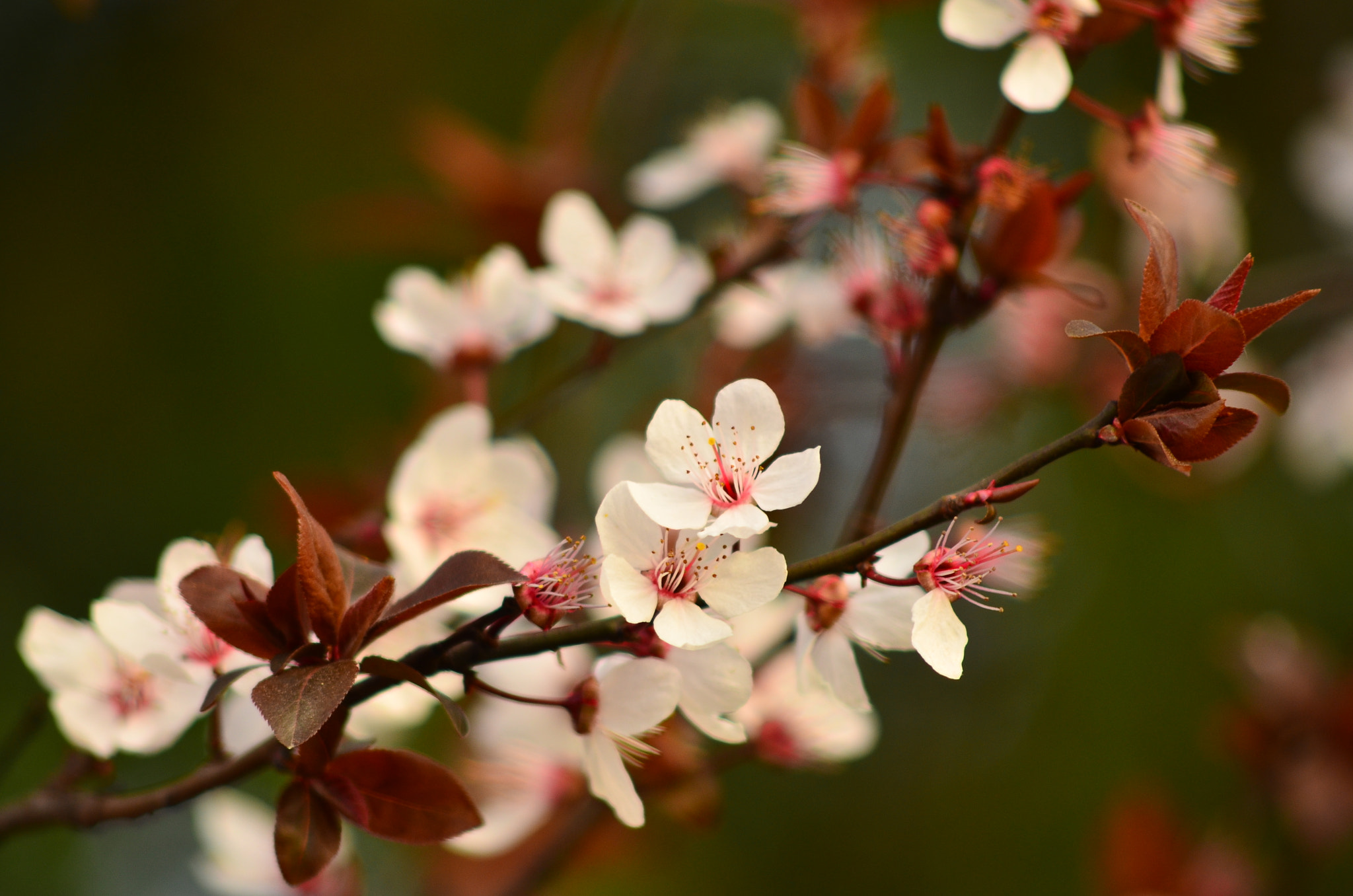 Nikon D7000 + AF Nikkor 70-210mm f/4-5.6D sample photo. Spring time photography