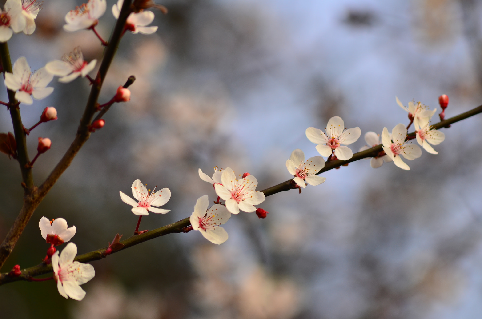 AF Nikkor 70-210mm f/4-5.6D sample photo. Spring time photography