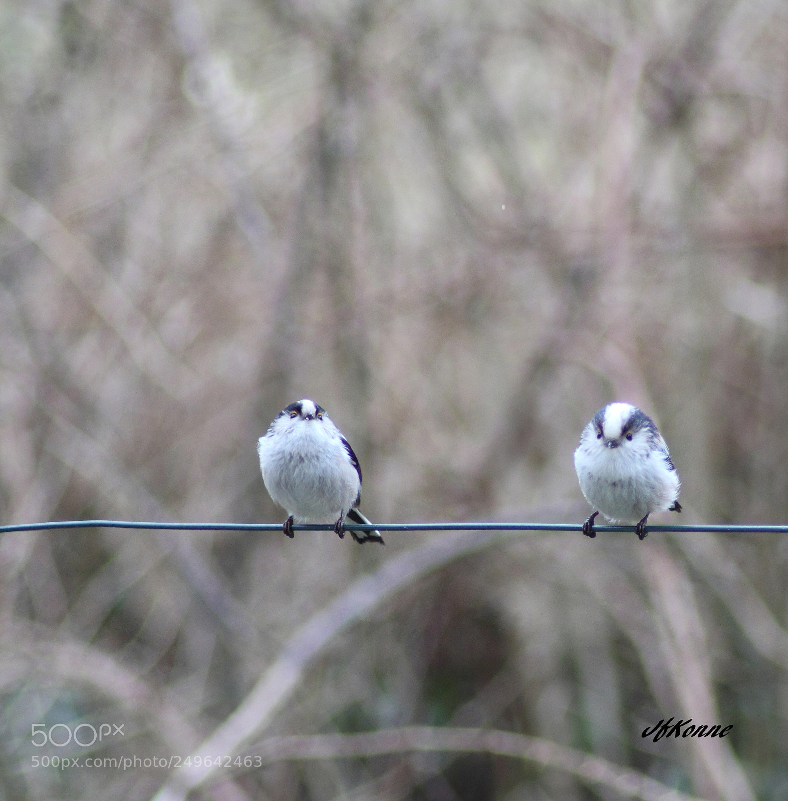 Canon EOS 60D sample photo. Mésanges longue queue photography