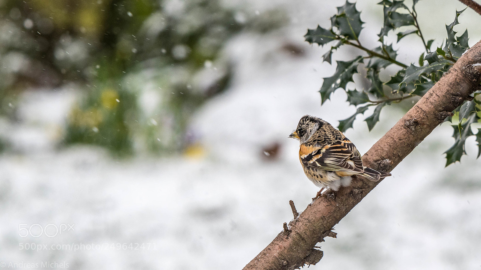 Nikon D500 sample photo. Brambling. bergfink. photography