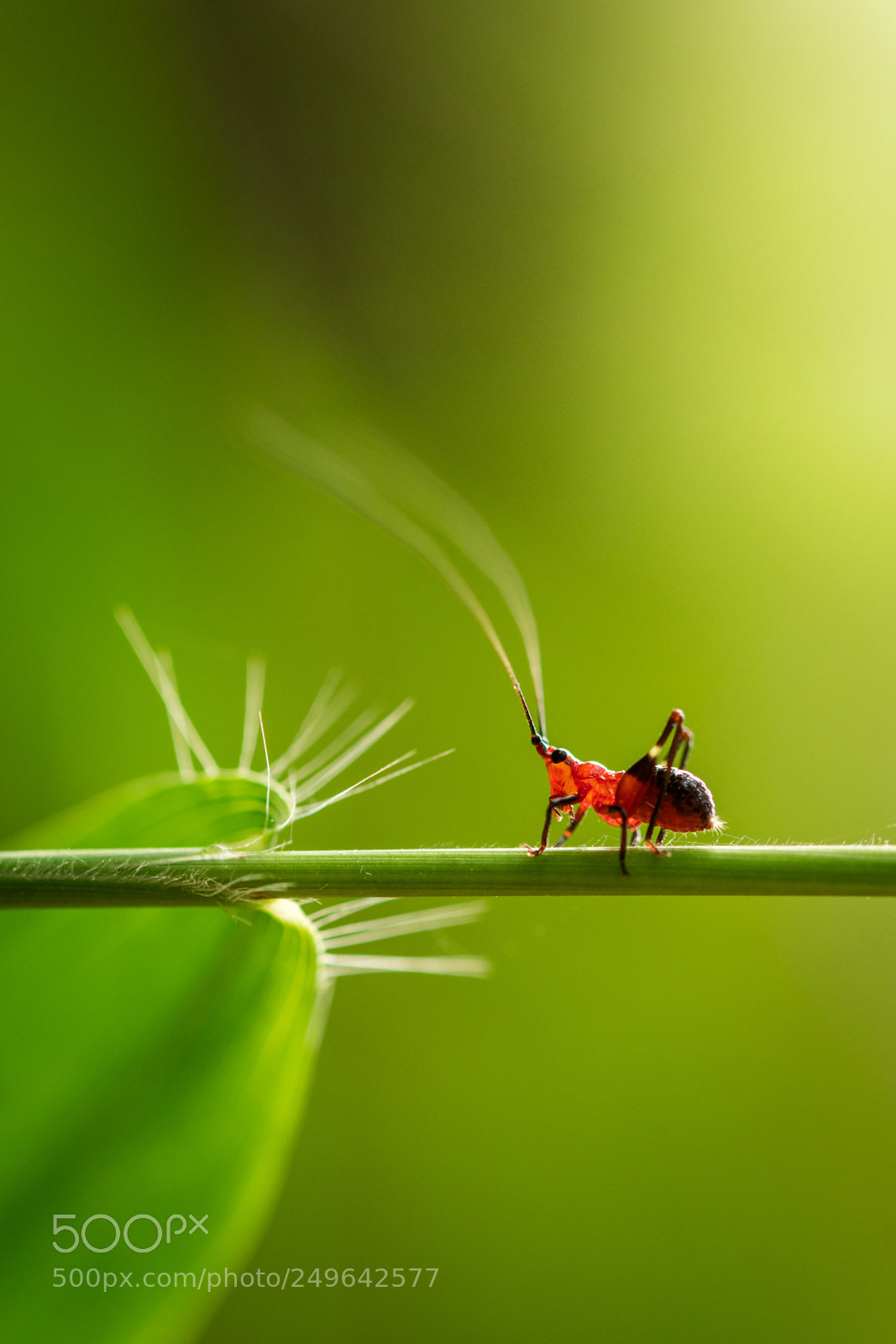 Nikon D500 sample photo. Conocephalus melanus cricket photography