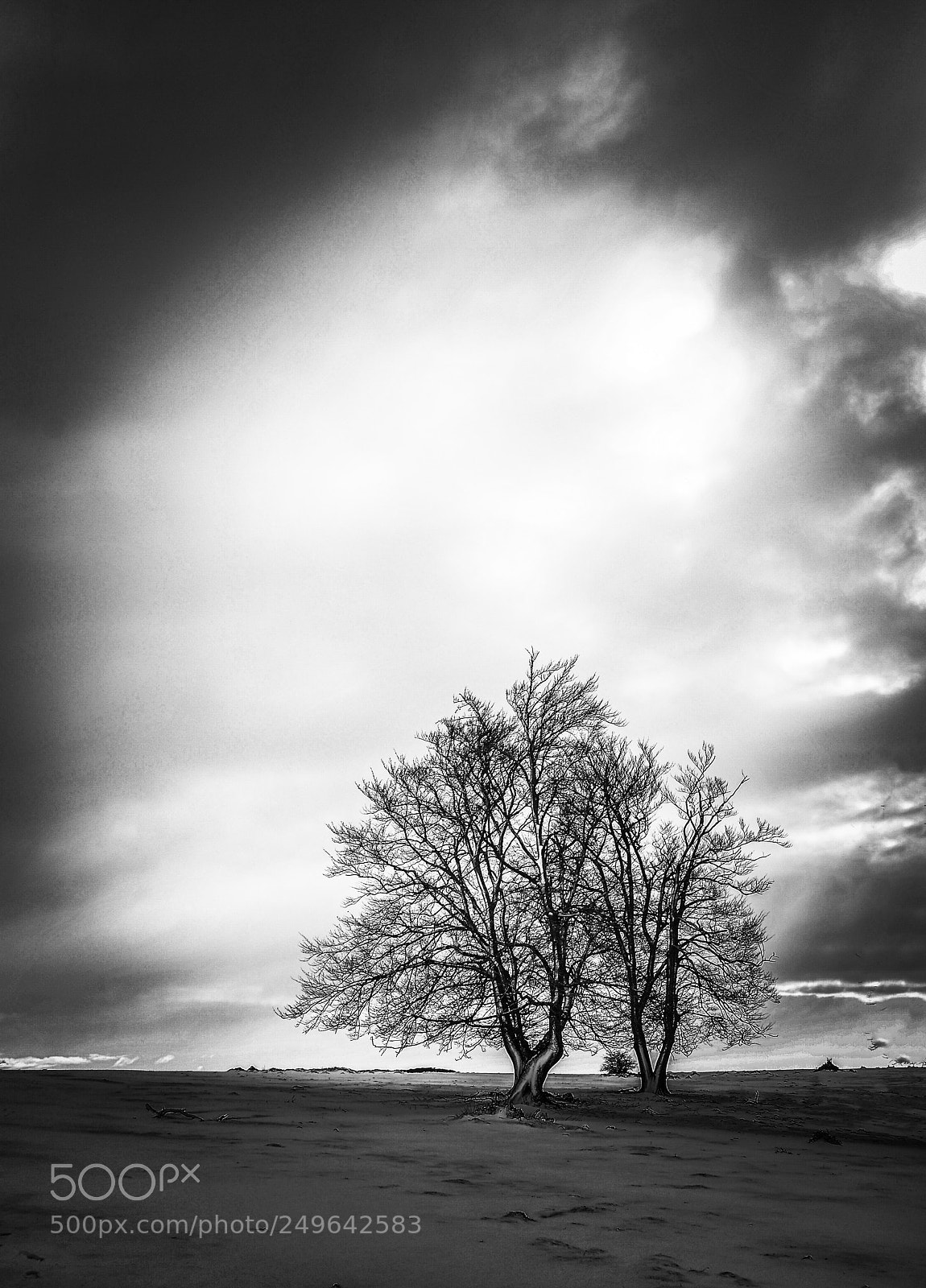 Nikon D5100 sample photo. Trees photography