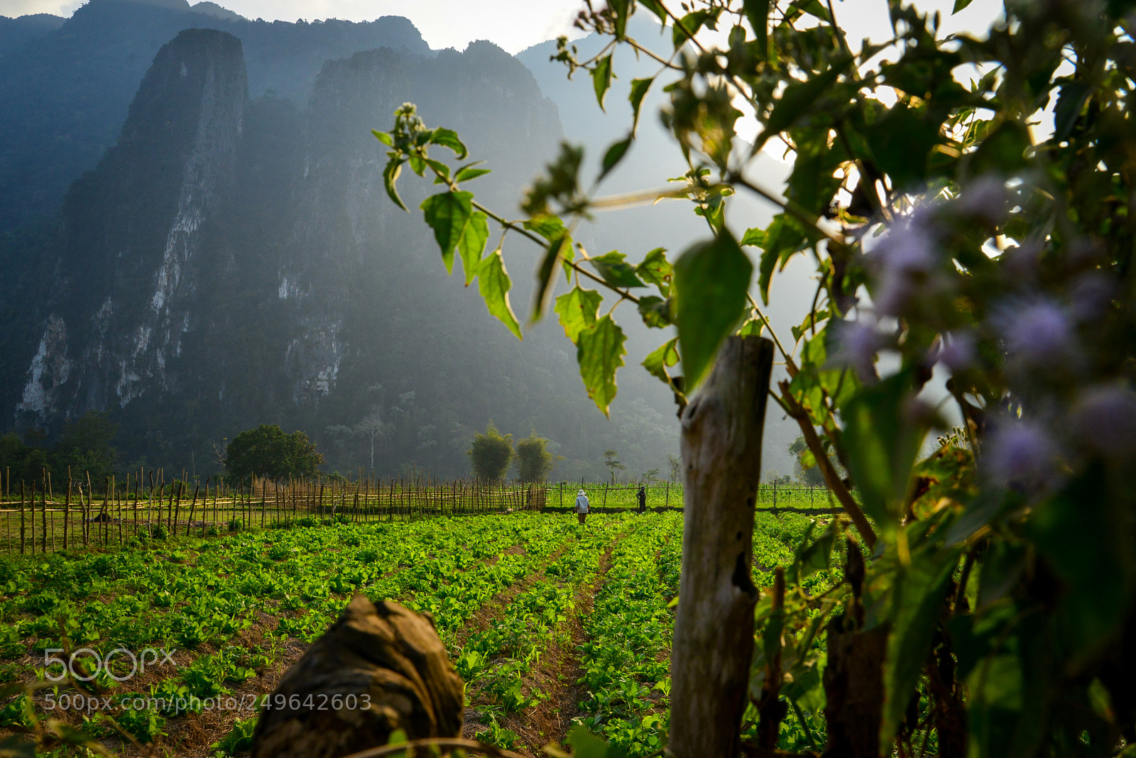 Nikon D800 sample photo. Workers in the fields photography