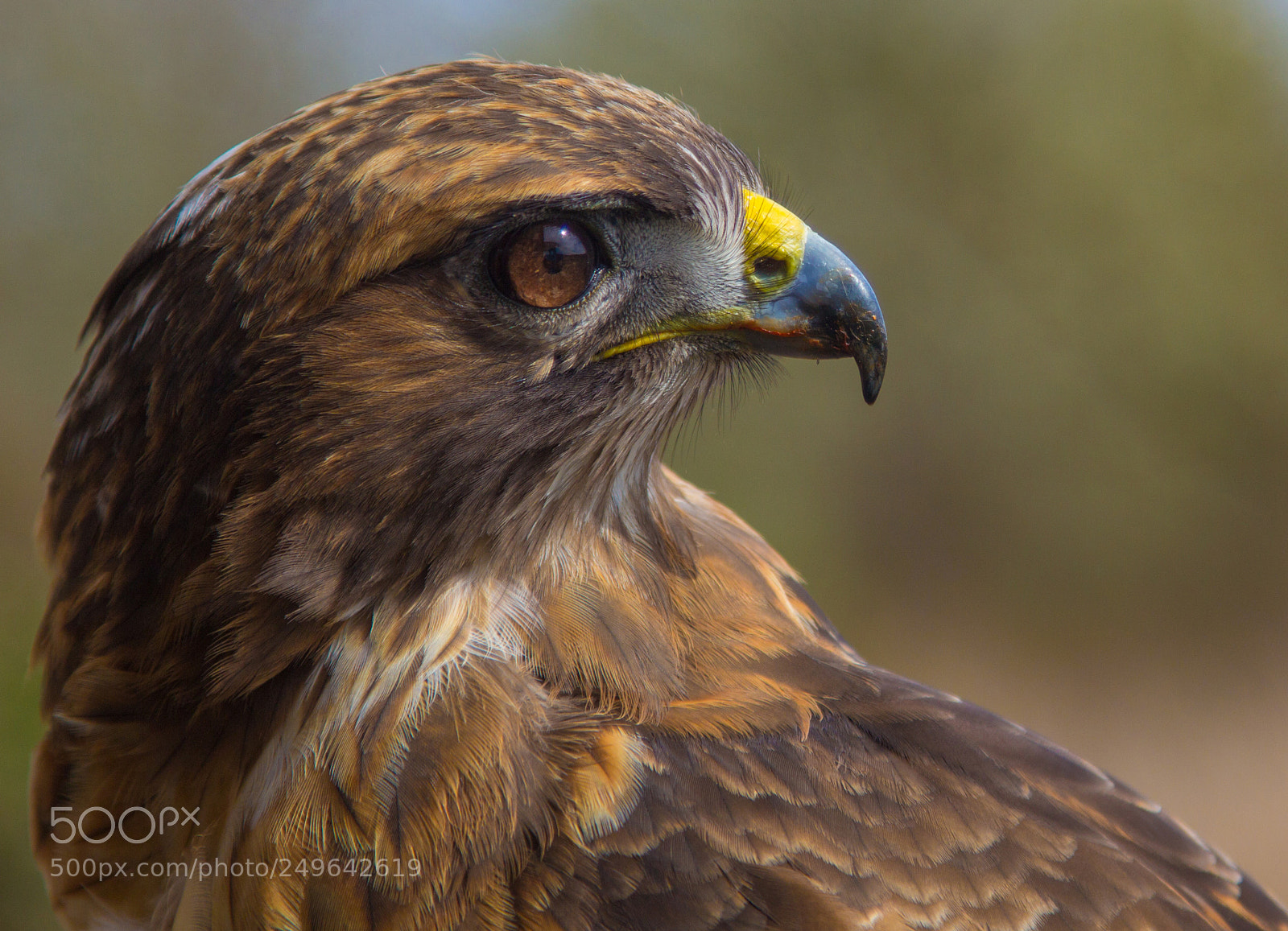 Canon EOS 60D sample photo. Red tailed hawk photography