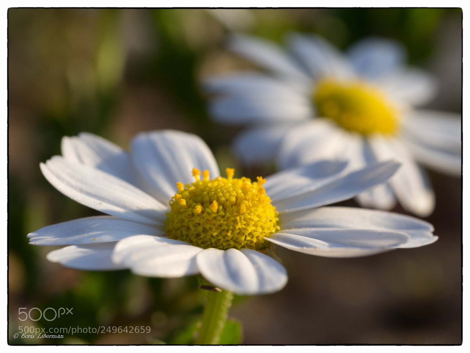 Olympus OM-D E-M1 sample photo. Close encounter of spring photography