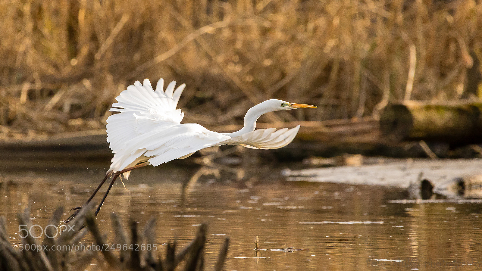 Canon EOS 7D Mark II sample photo. Grande aigrette photography