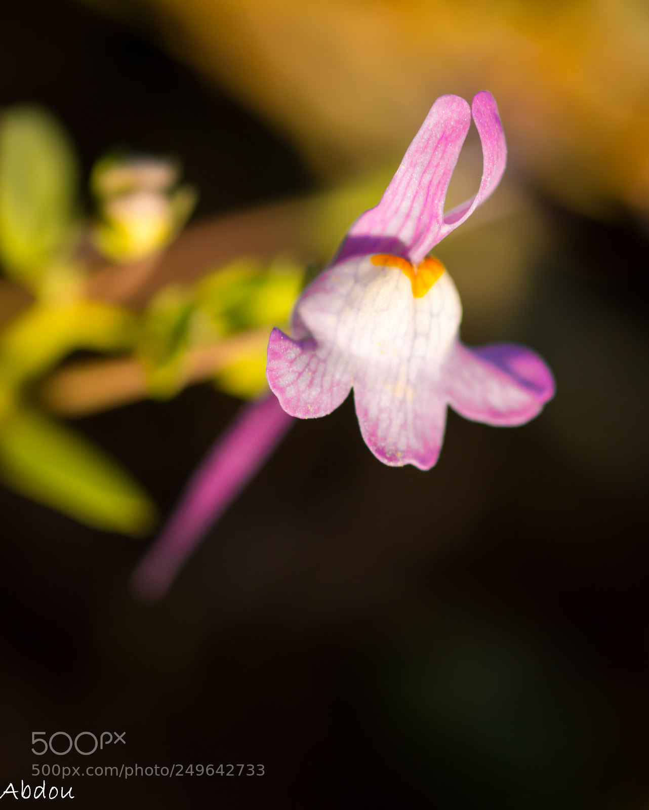 Canon EOS 70D sample photo. Untitled photography
