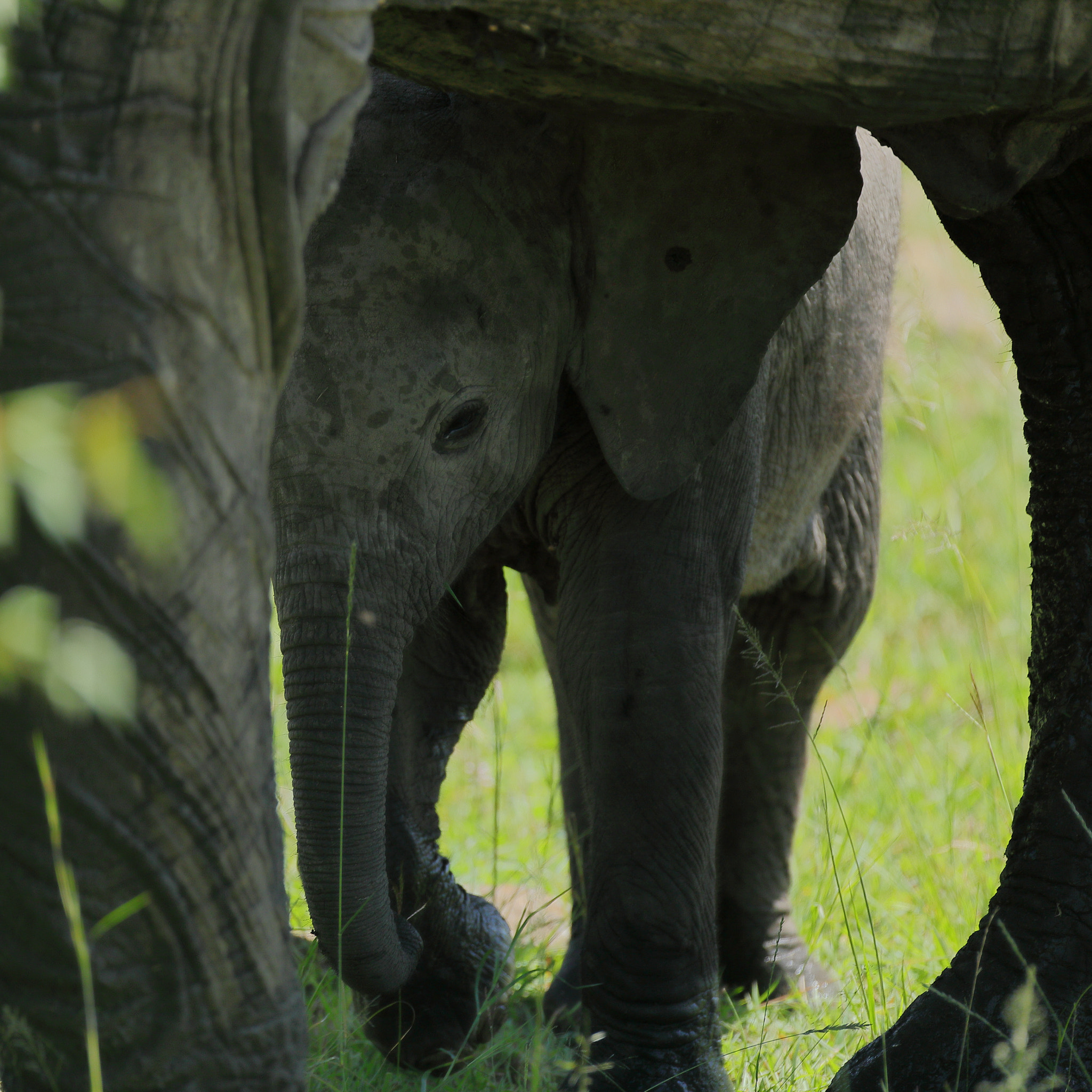 Canon EOS 5D Mark IV + Canon EF 500mm F4L IS USM sample photo. Baby elephant # 3 photography