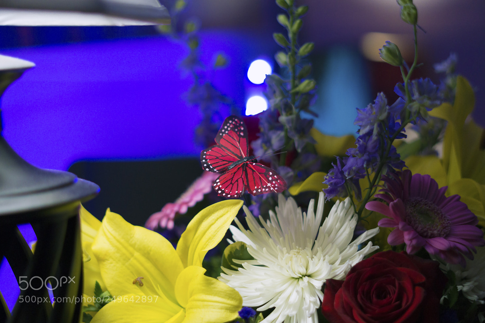 Sony a6000 sample photo. Flowers for linda photography