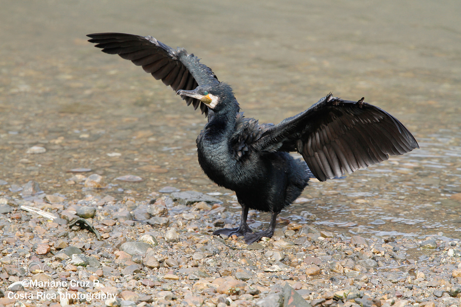 Canon EOS 7D sample photo. Great cormorant photography