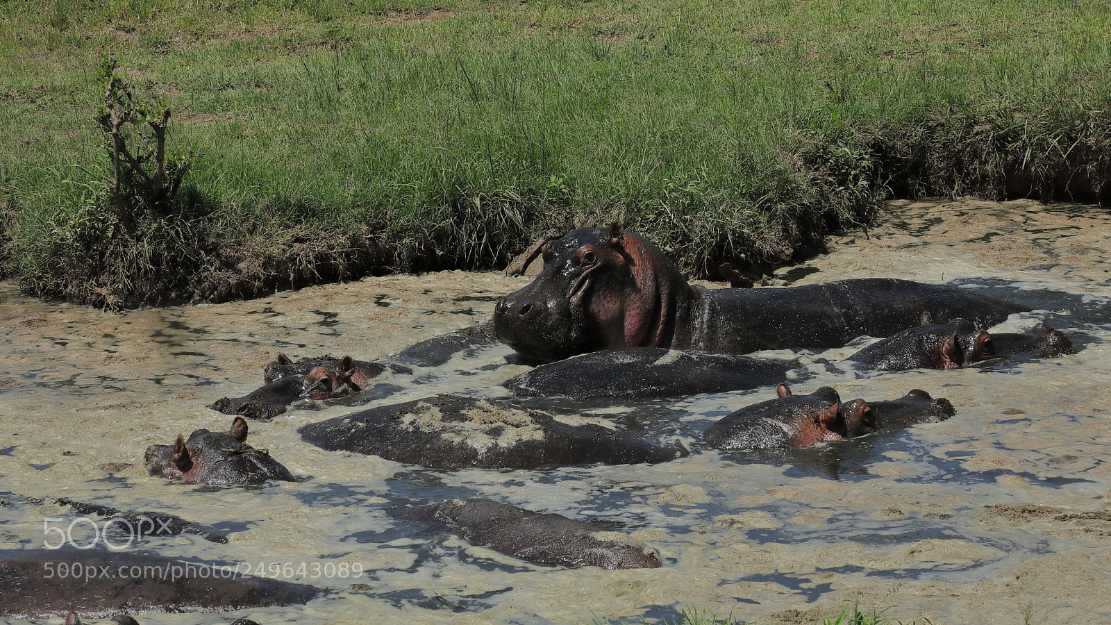 Canon EF 24-105mm F4L IS USM sample photo. Hippo photography