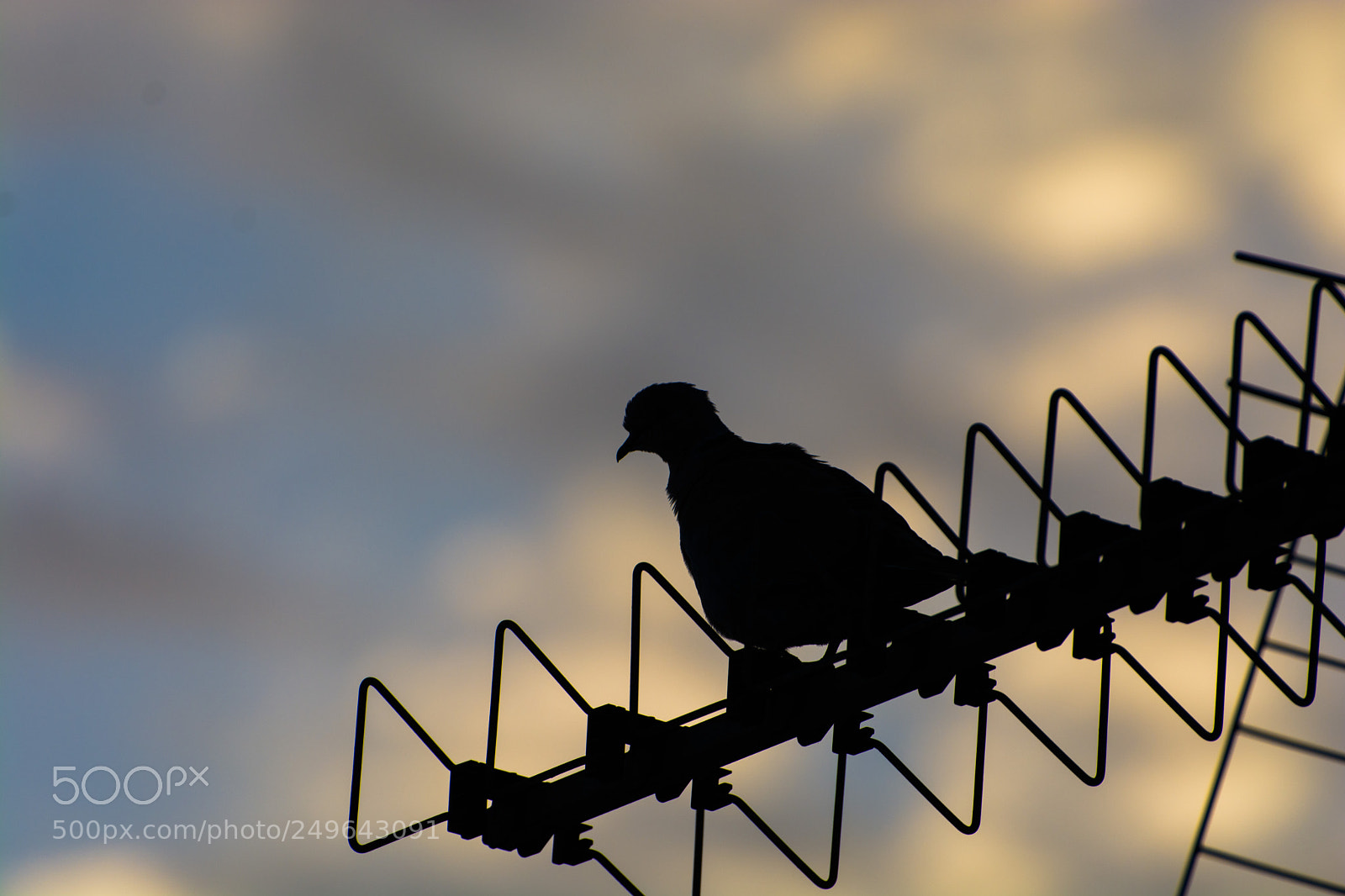 Nikon D7100 sample photo. Pigeon sunrise photography