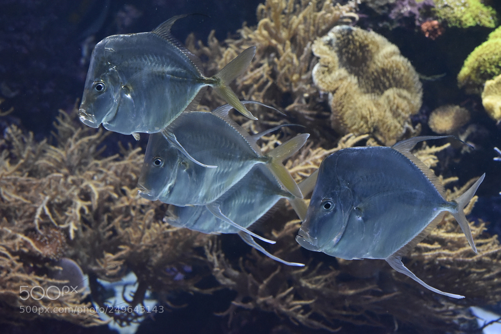 Nikon AF-S Micro-Nikkor 60mm F2.8G ED sample photo. Die fische schwarm. photography