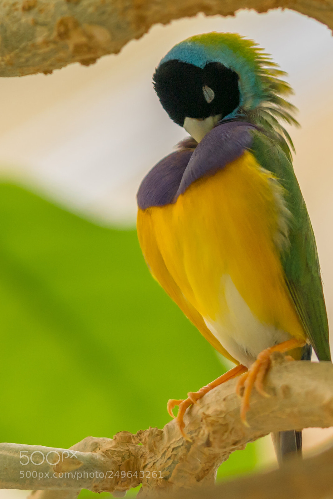 Sony a7R III sample photo. Colorful bird photography