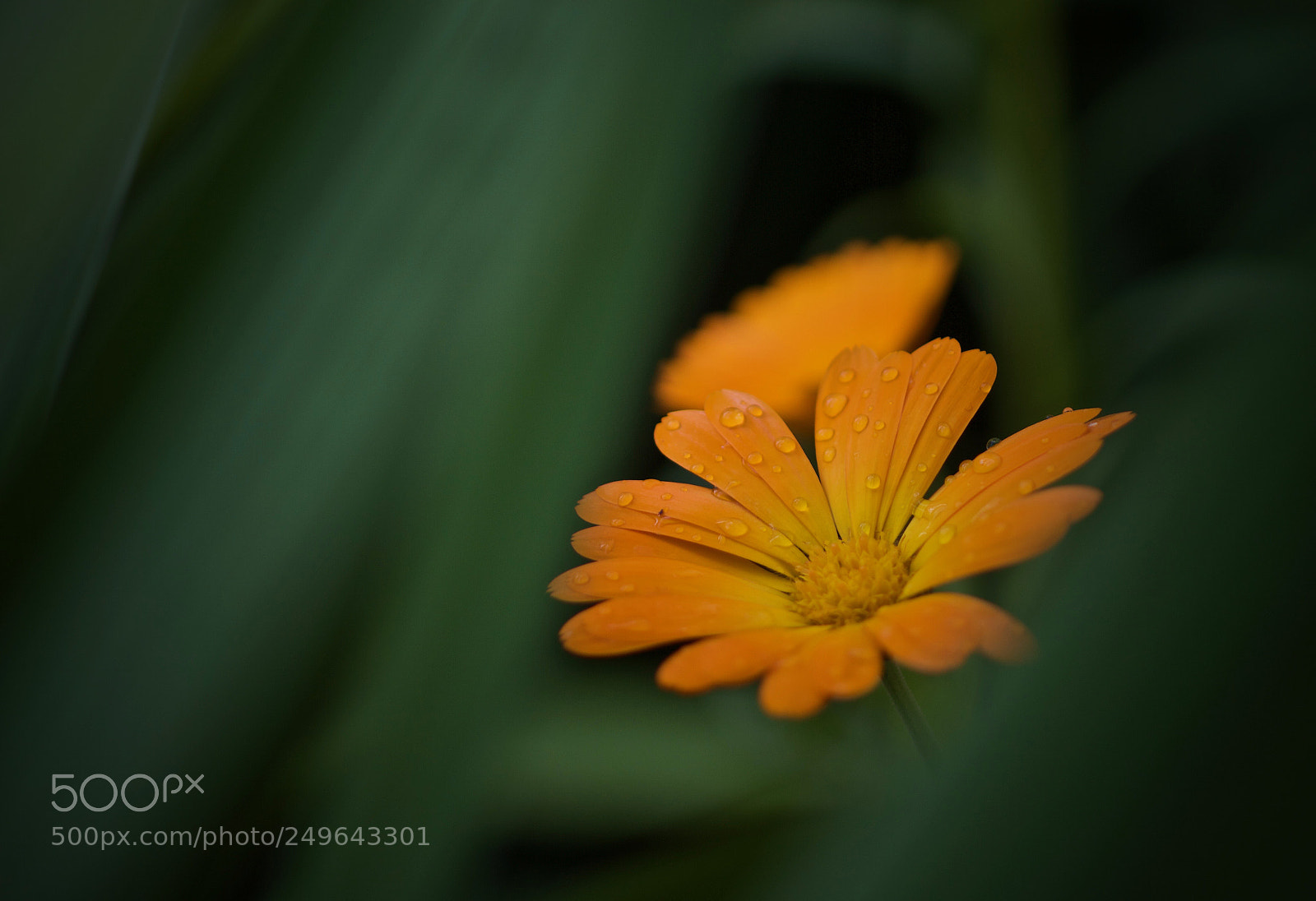 Canon EOS 7D sample photo. ... просто цветок ... photography