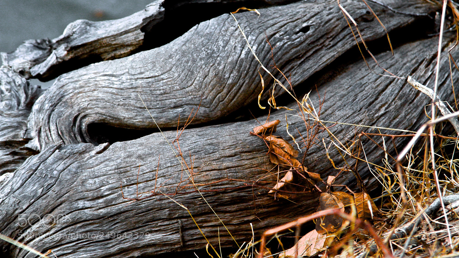 Canon EOS 7D sample photo. Gnarled photography
