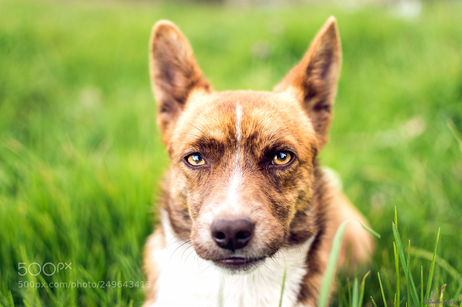 Nikon D5300 sample photo. Corbato's eyes photography