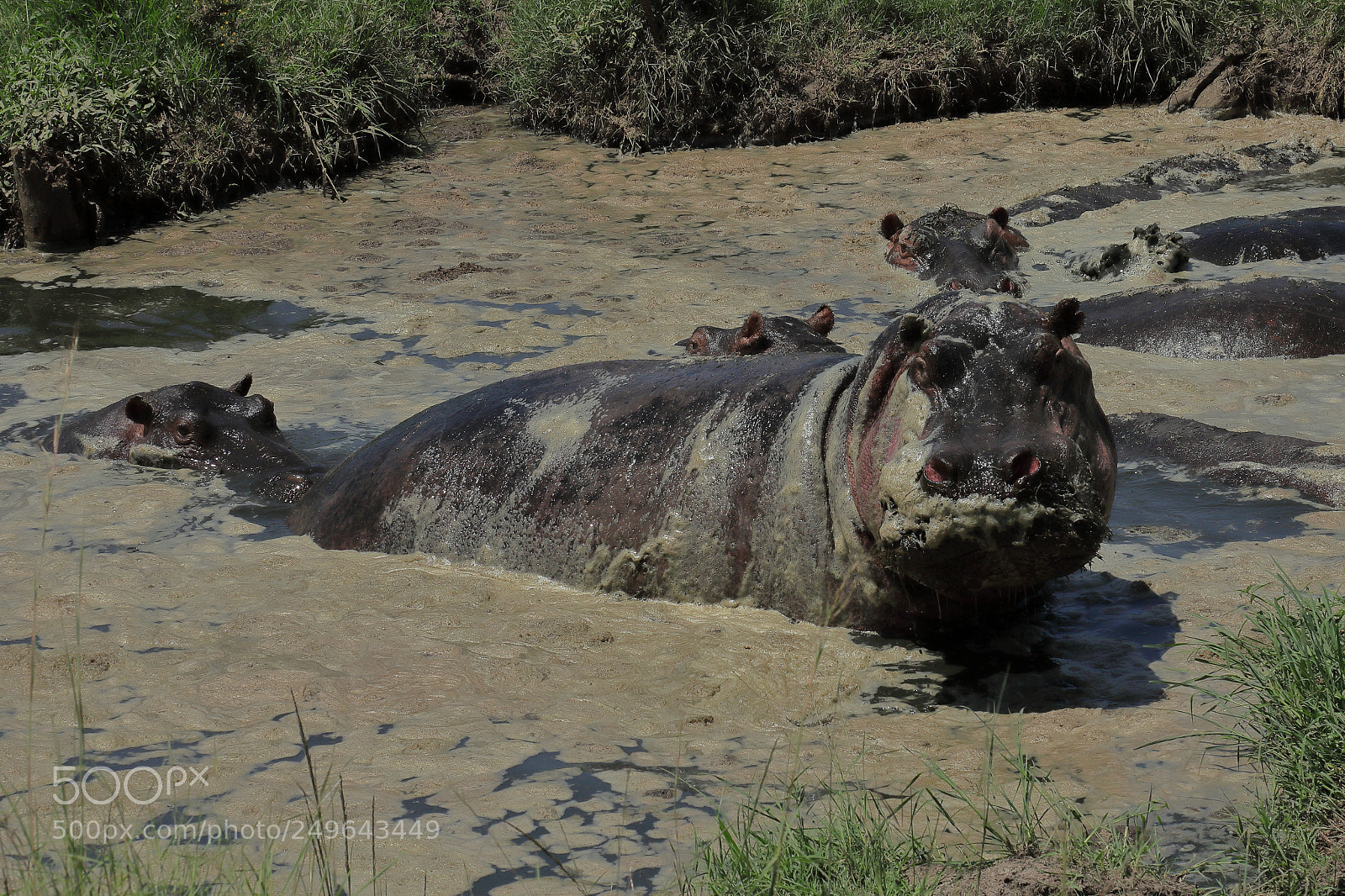 Canon EF 24-105mm F4L IS USM sample photo. Hippo # 2 photography