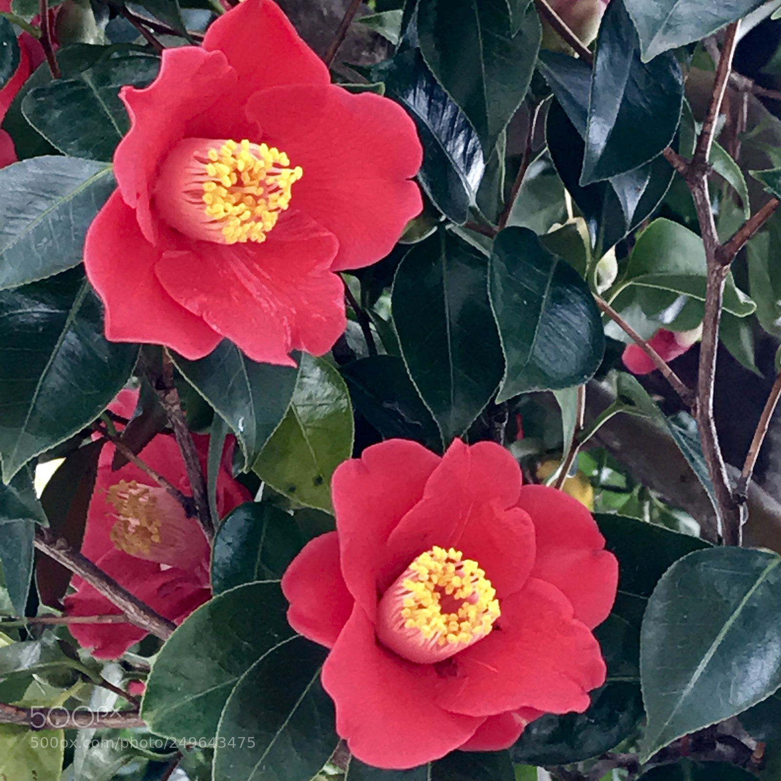 Apple iPhone 7 Plus sample photo. Camellia photography