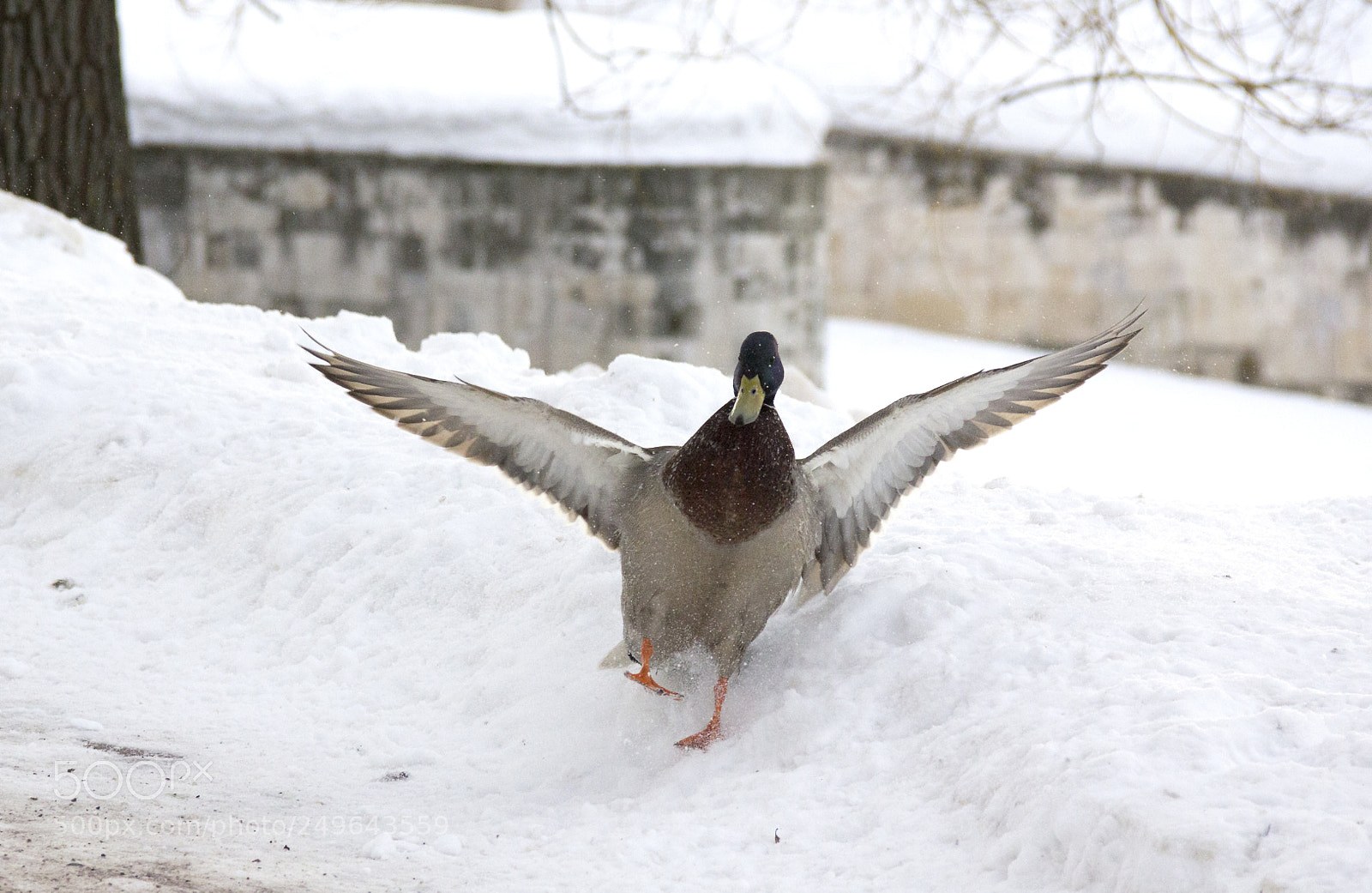 Canon EOS 60D sample photo. Img photography
