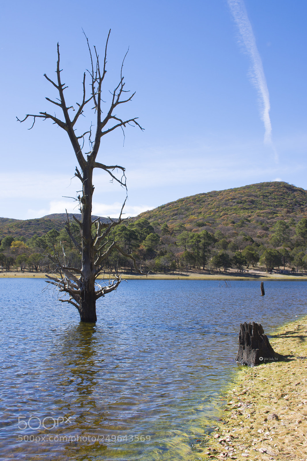 Nikon D7200 sample photo. Arbol photography