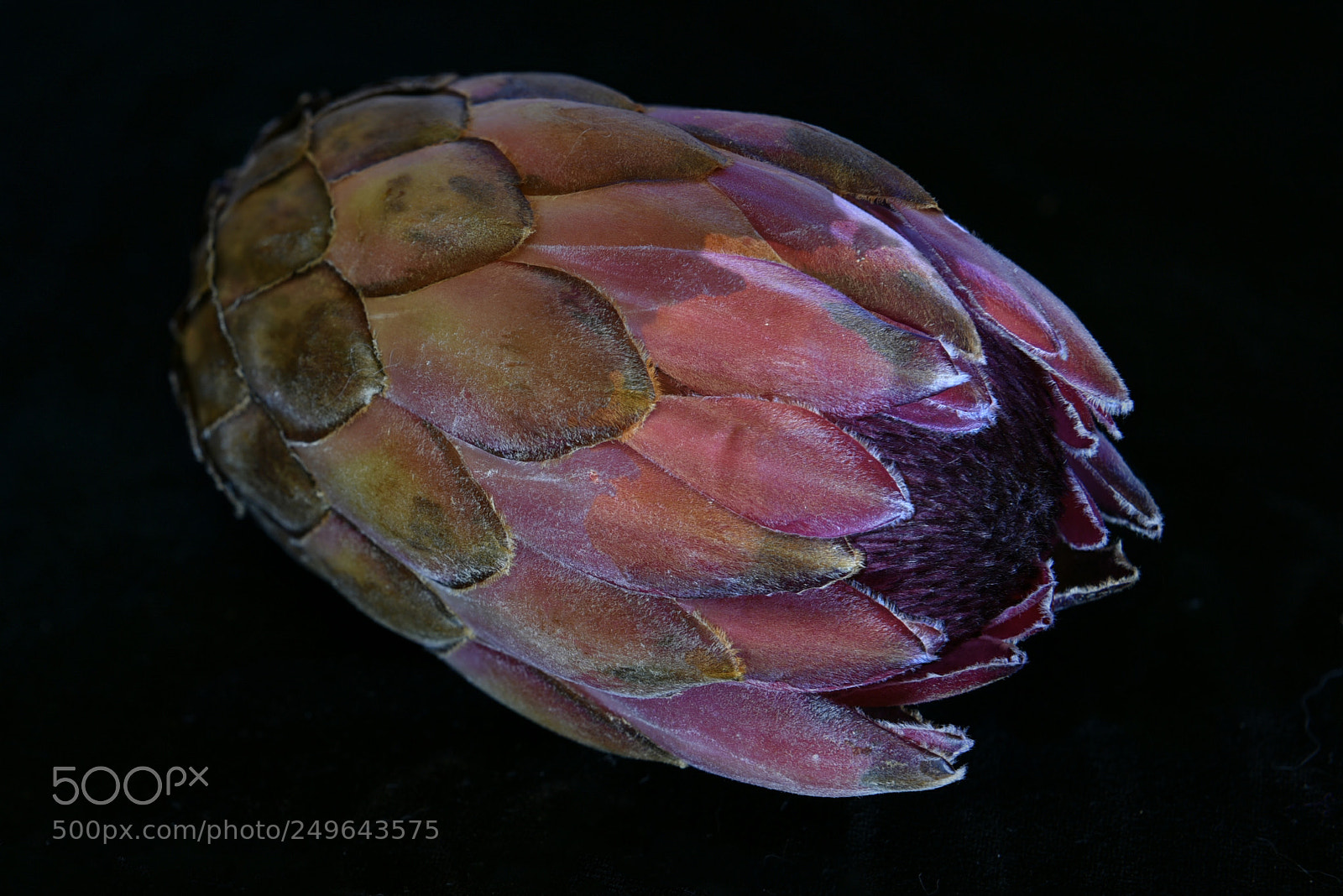 Nikon D810 sample photo. Protea - alternative view photography