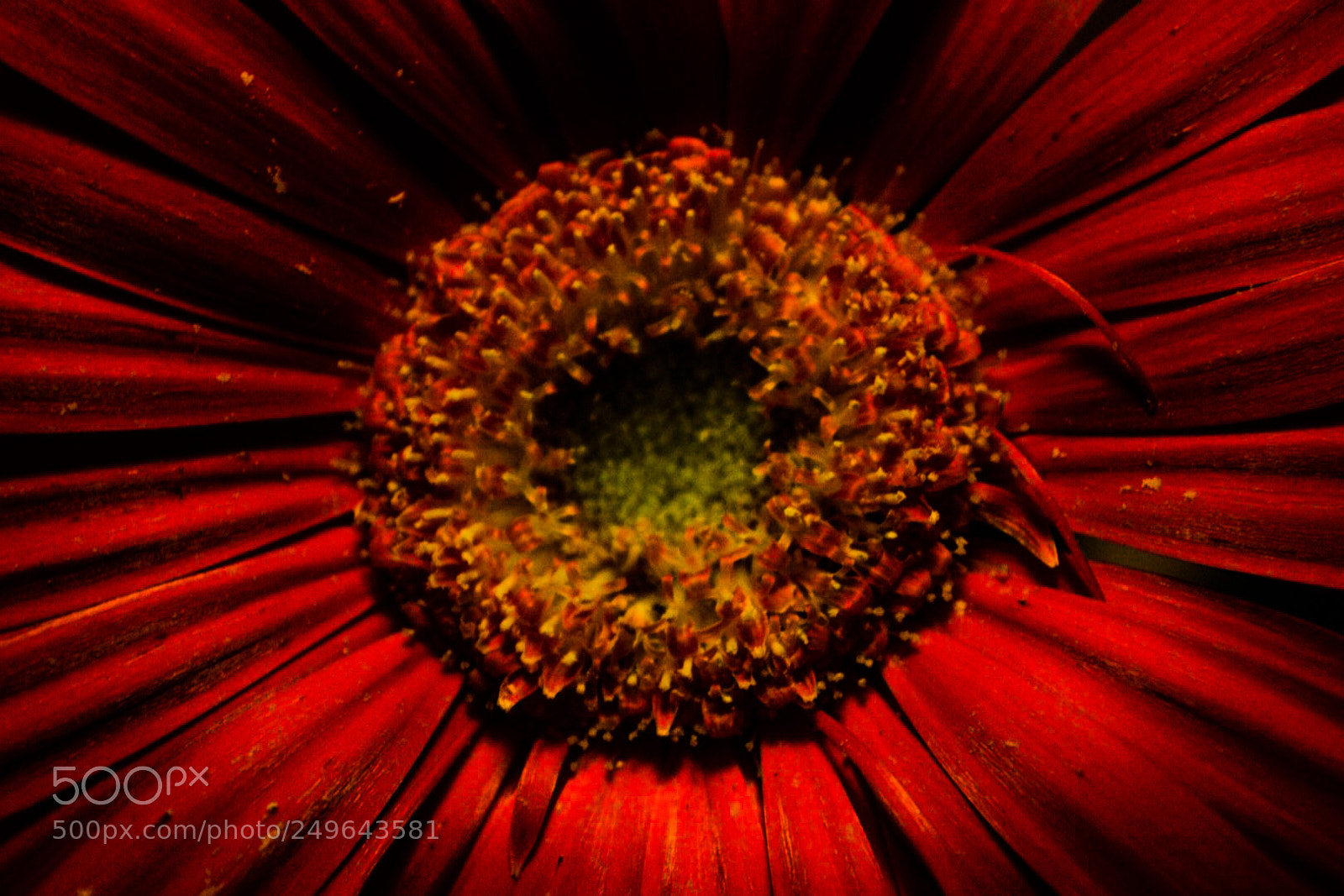 Nikon D3300 sample photo. Heart photography