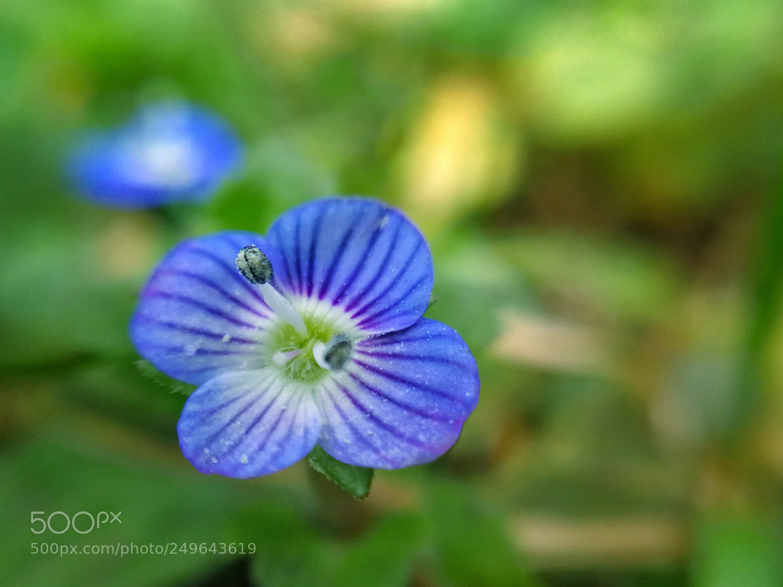 HUAWEI Mate 9 sample photo. Blue flowers photography