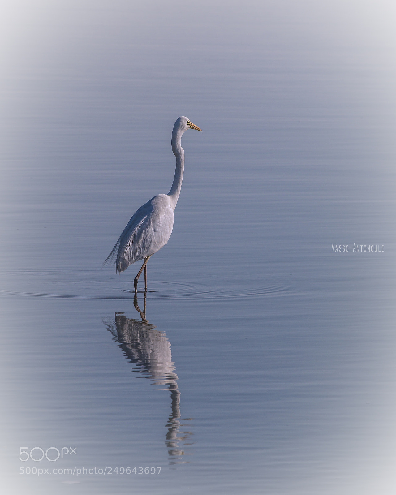 Canon EOS 70D sample photo. Birds photography