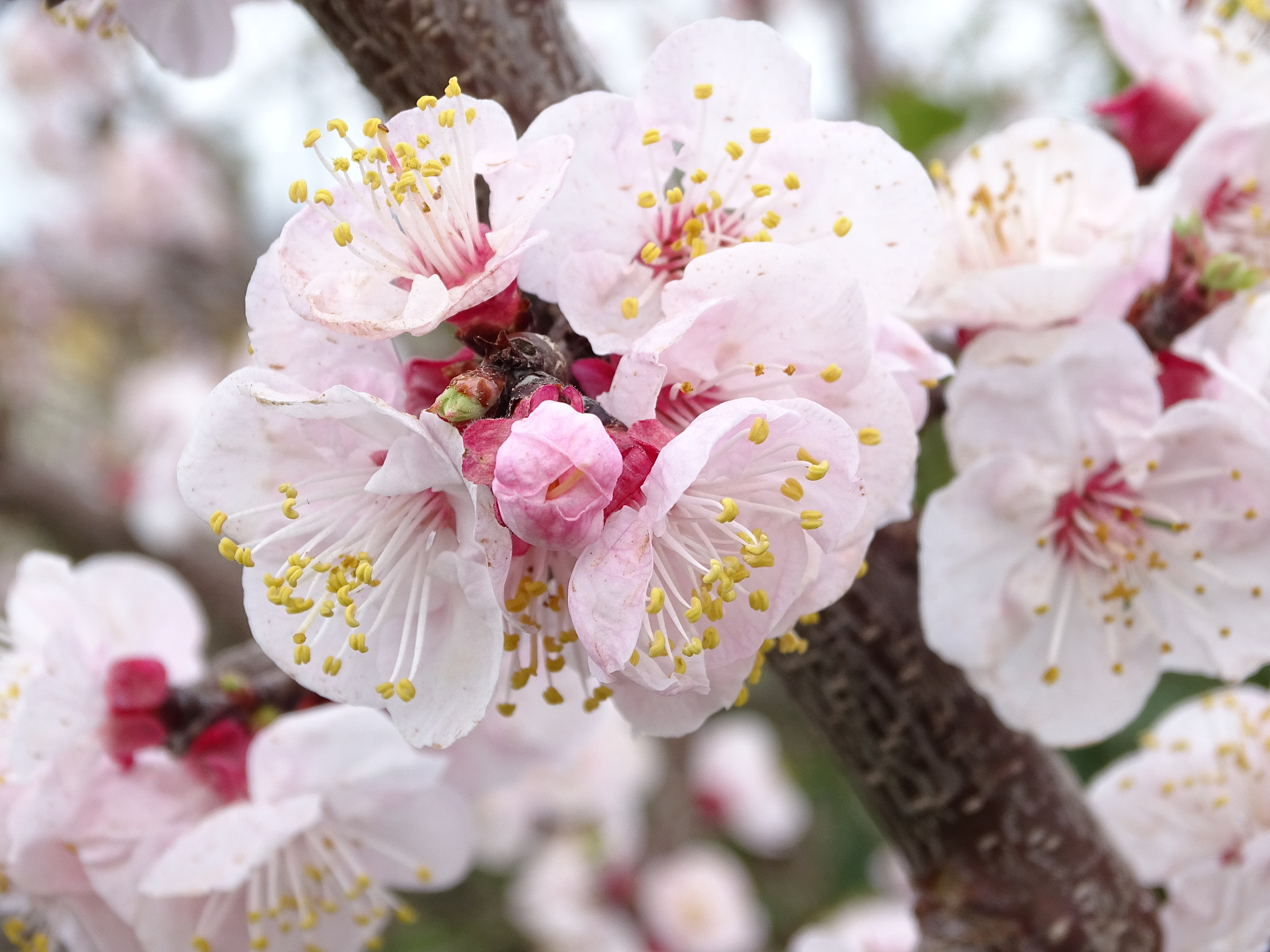 Sony Cyber-shot DSC-HX350 sample photo. The colours of spring😍 photography