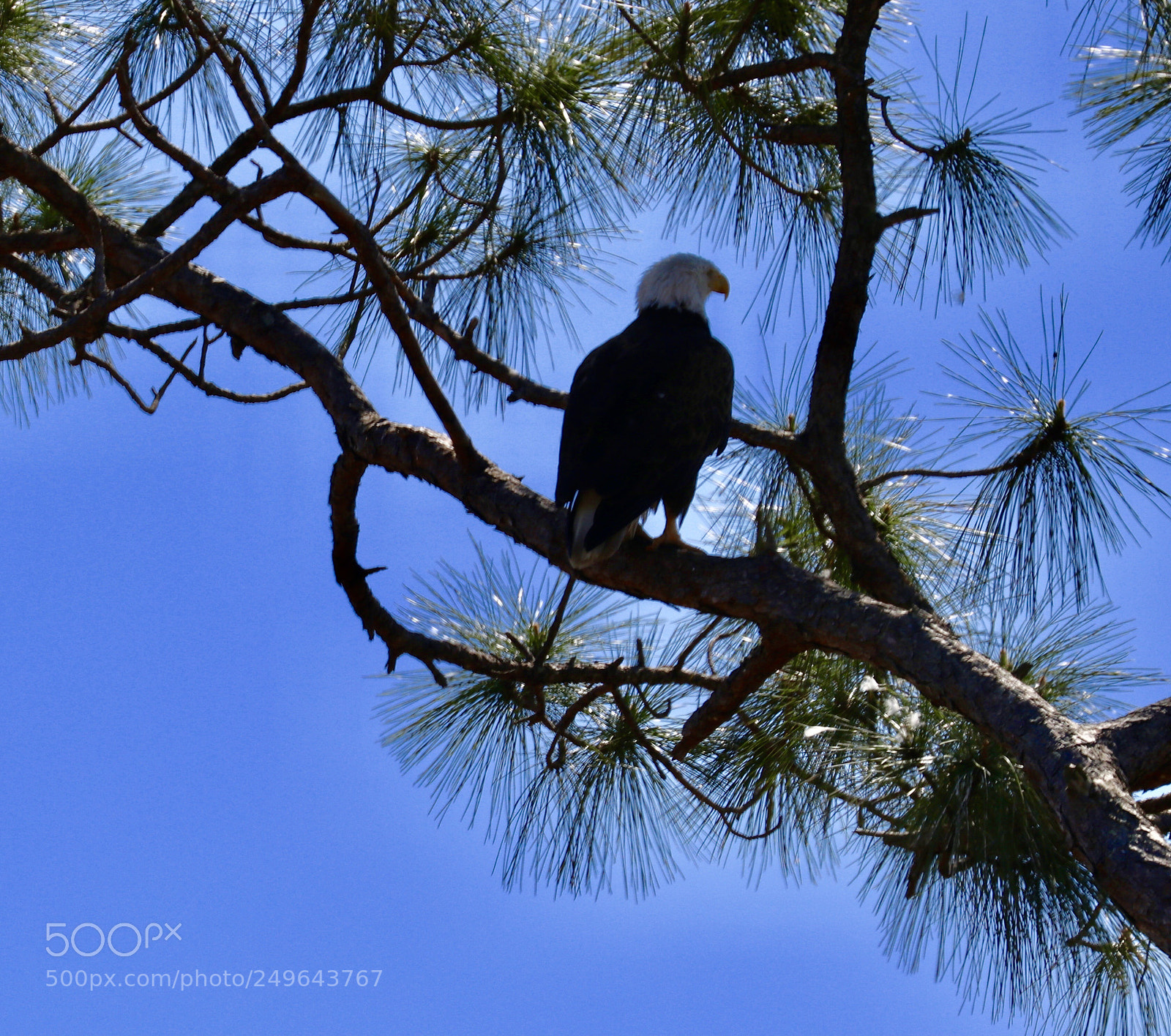 Canon EOS 80D sample photo. Bald eagle  photography