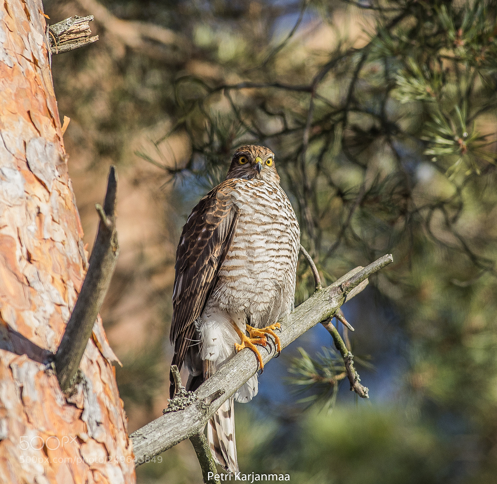 Canon EOS 7D Mark II sample photo. Sharp eye photography