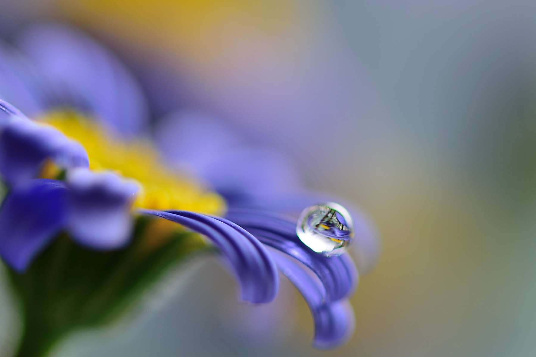 Sigma 105mm F2.8 EX DG OS HSM sample photo. Daisy photography