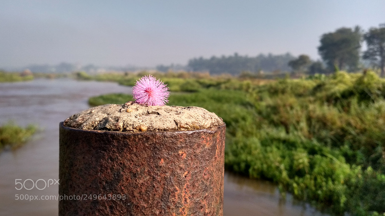 Xiaomi Redmi 4 Pro sample photo. River flower photography