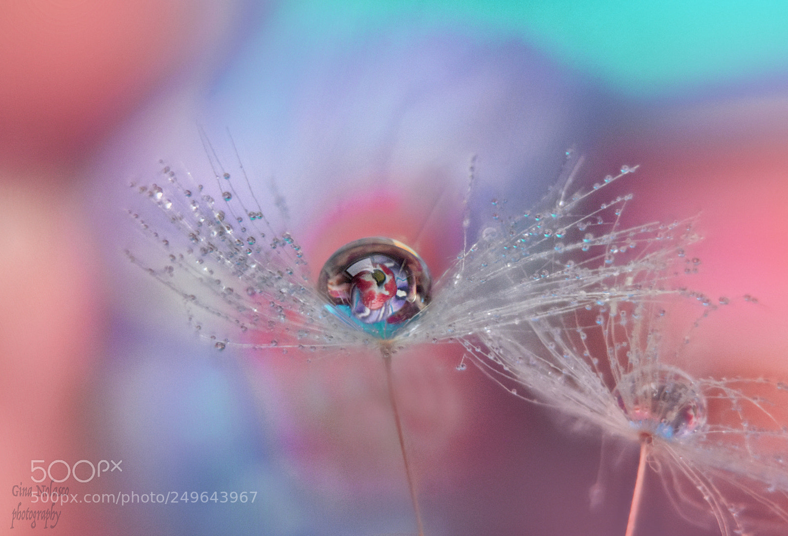 Nikon D5500 sample photo. Dandelion dipped in pastel photography