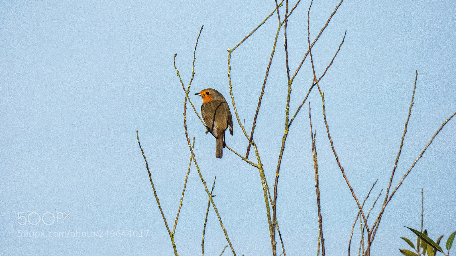 Panasonic DMC-FZ72 sample photo. Robin. photography