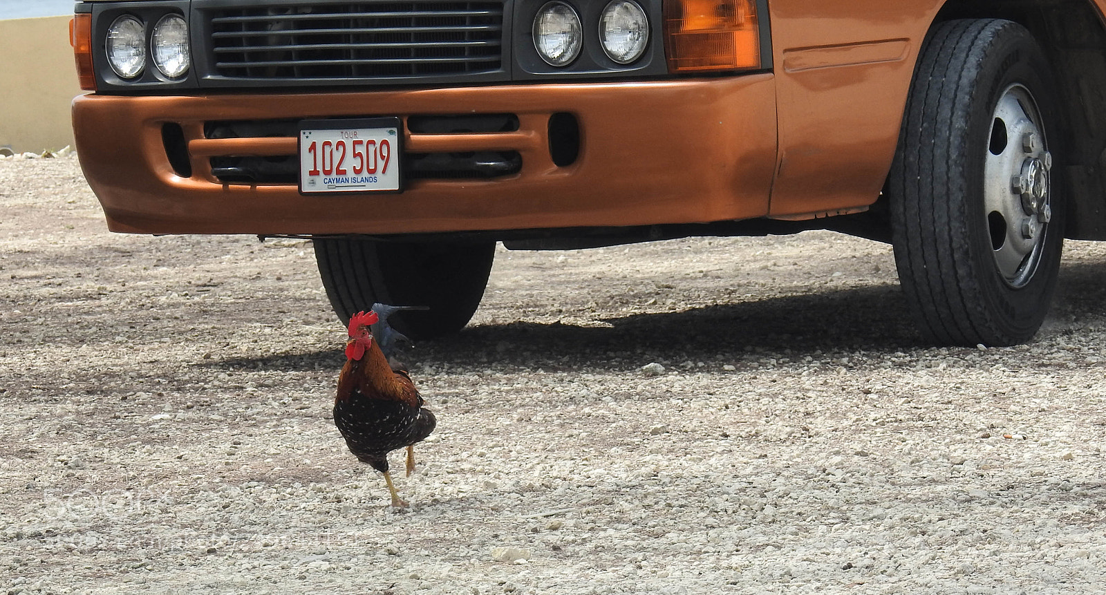 Nikon Coolpix P900 sample photo. Running away photography