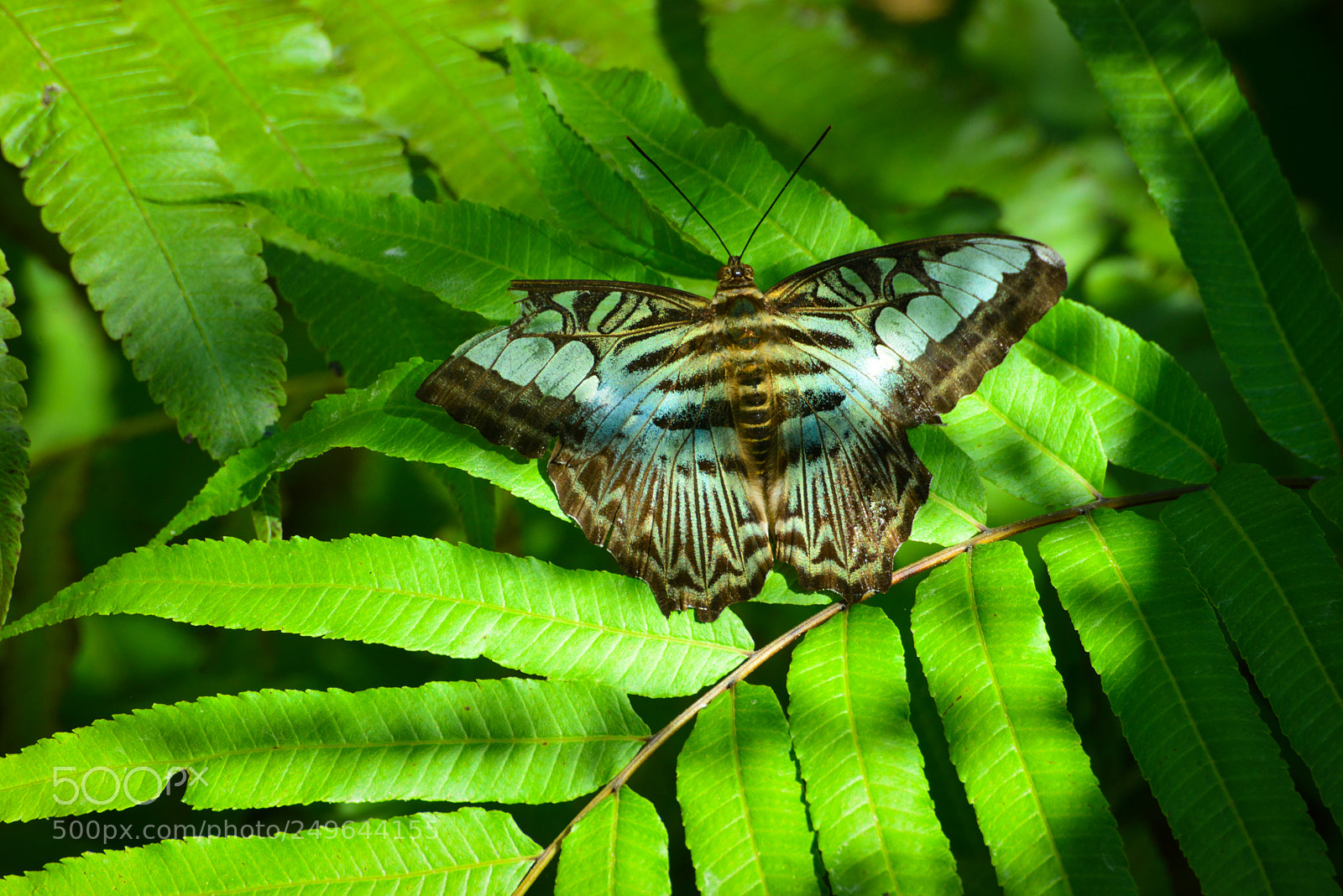 Nikon D800 sample photo. On a butterfly farm photography