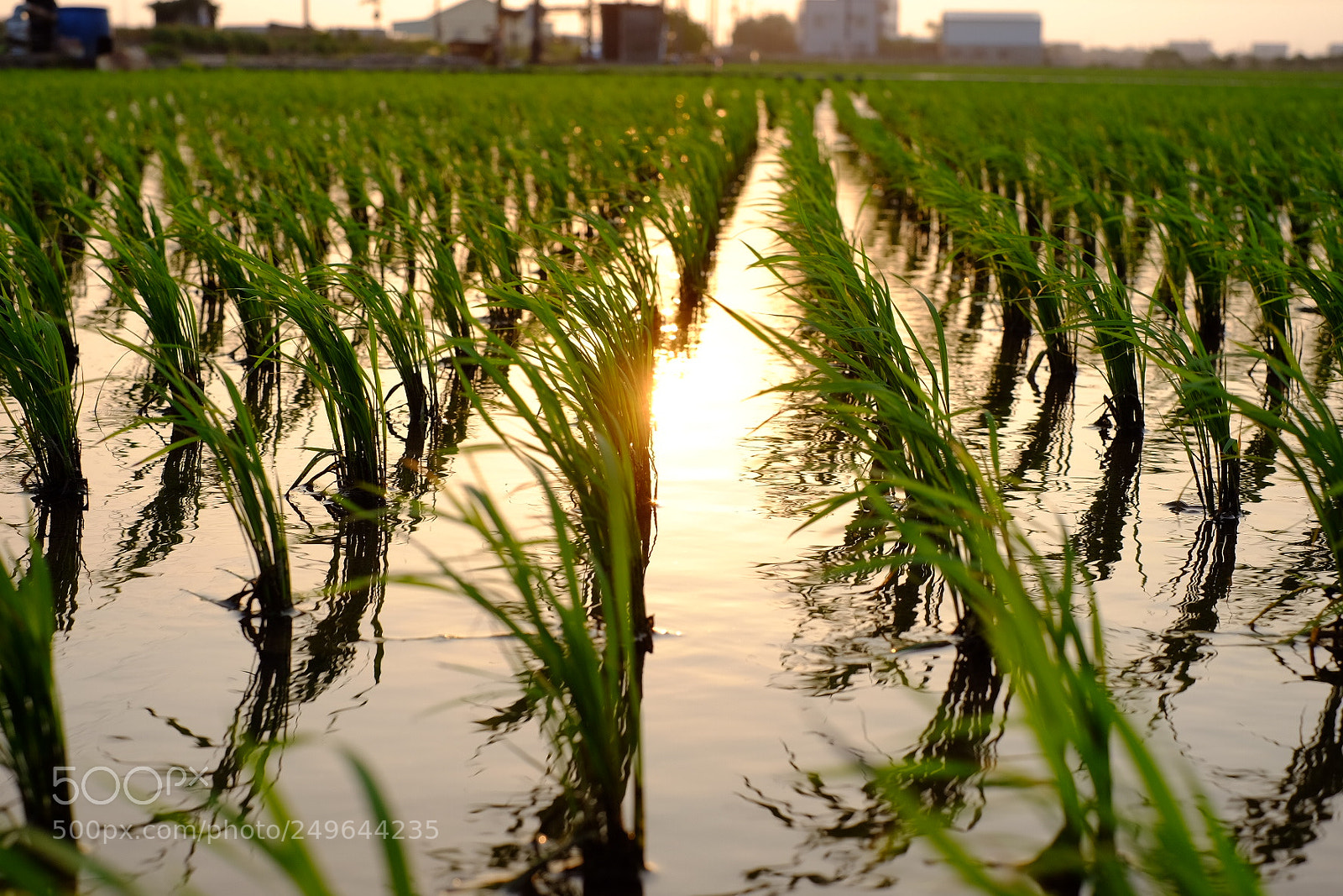 Fujifilm X-T1 sample photo. Spring photography