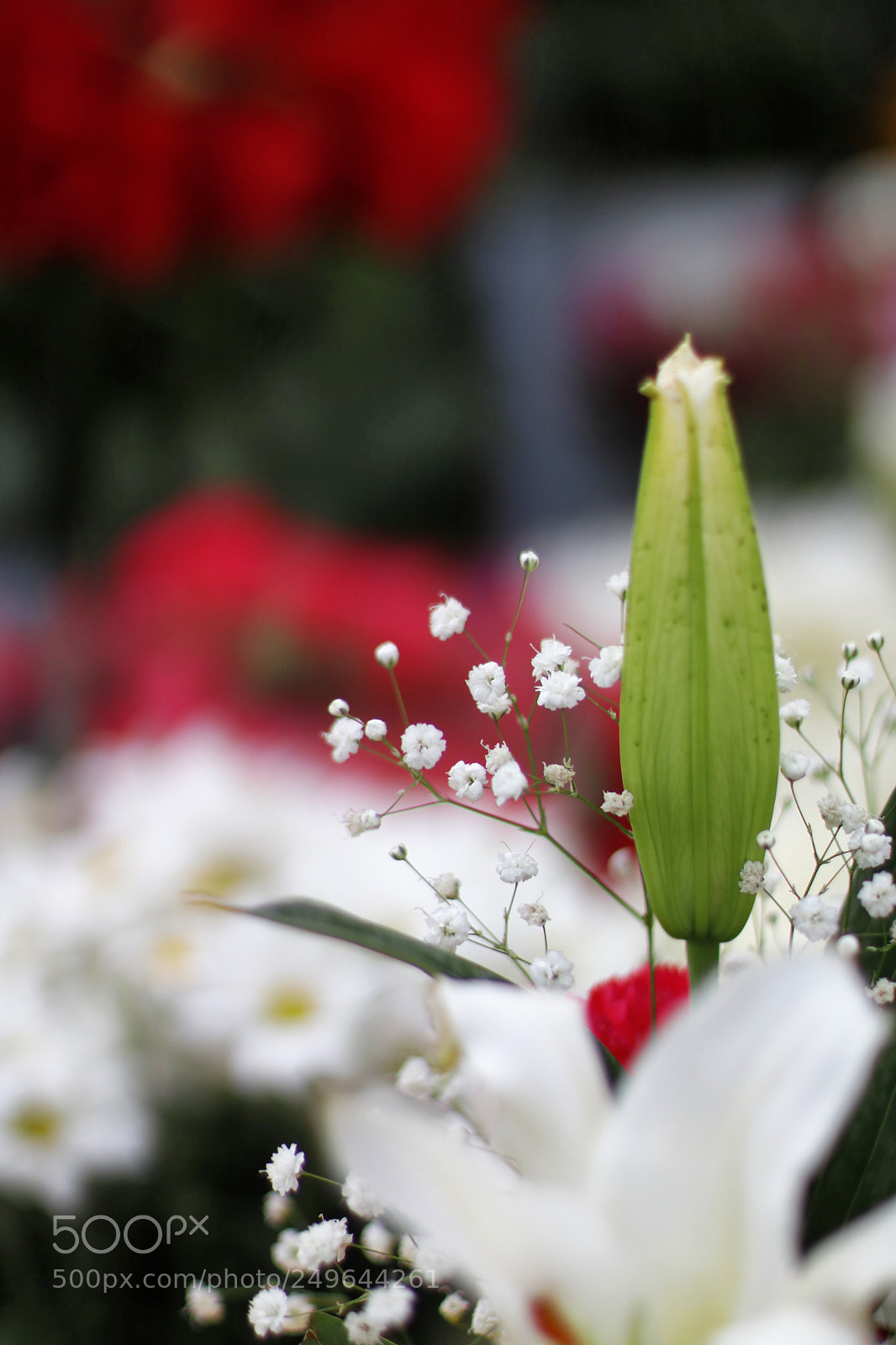 Canon EOS 750D (EOS Rebel T6i / EOS Kiss X8i) sample photo. A rose in taksim photography