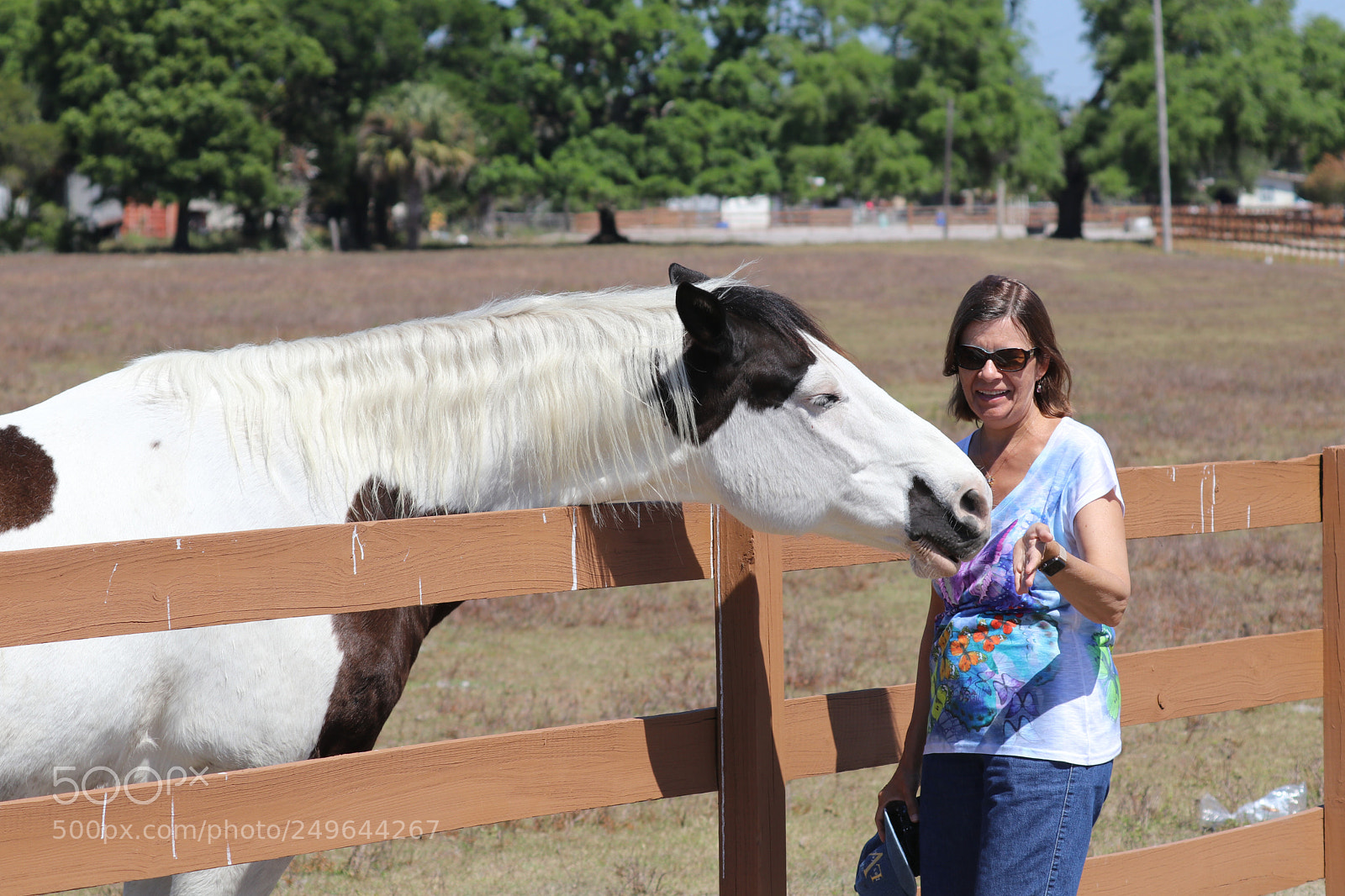 Canon EOS 80D sample photo. My wife the horse photography