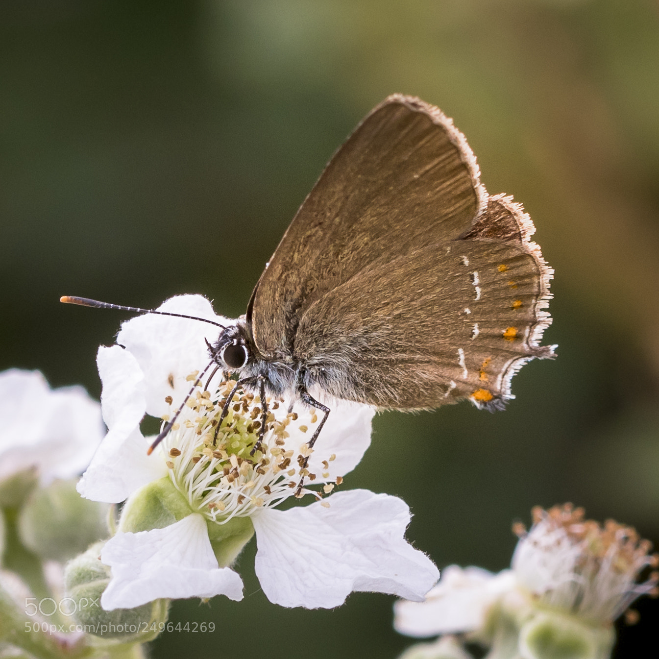 Nikon D500 sample photo. Satyrium esculi photography