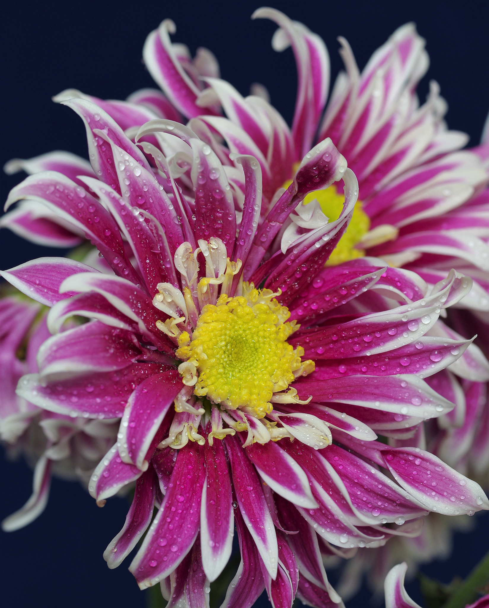 Pentax smc D-FA 50mm F2.8 Macro sample photo. Pink flower .. 2  .. photography